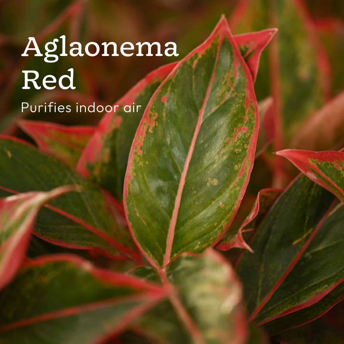 Combo of 4 Plant Set for Office Desk alternate