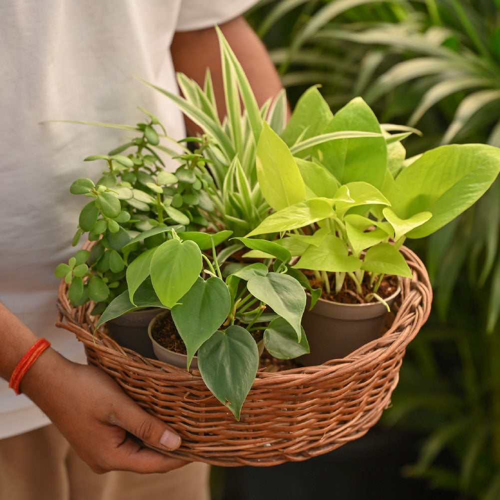 Set of 4 Air Purifying Indoor Plant Bundle for Home alternate