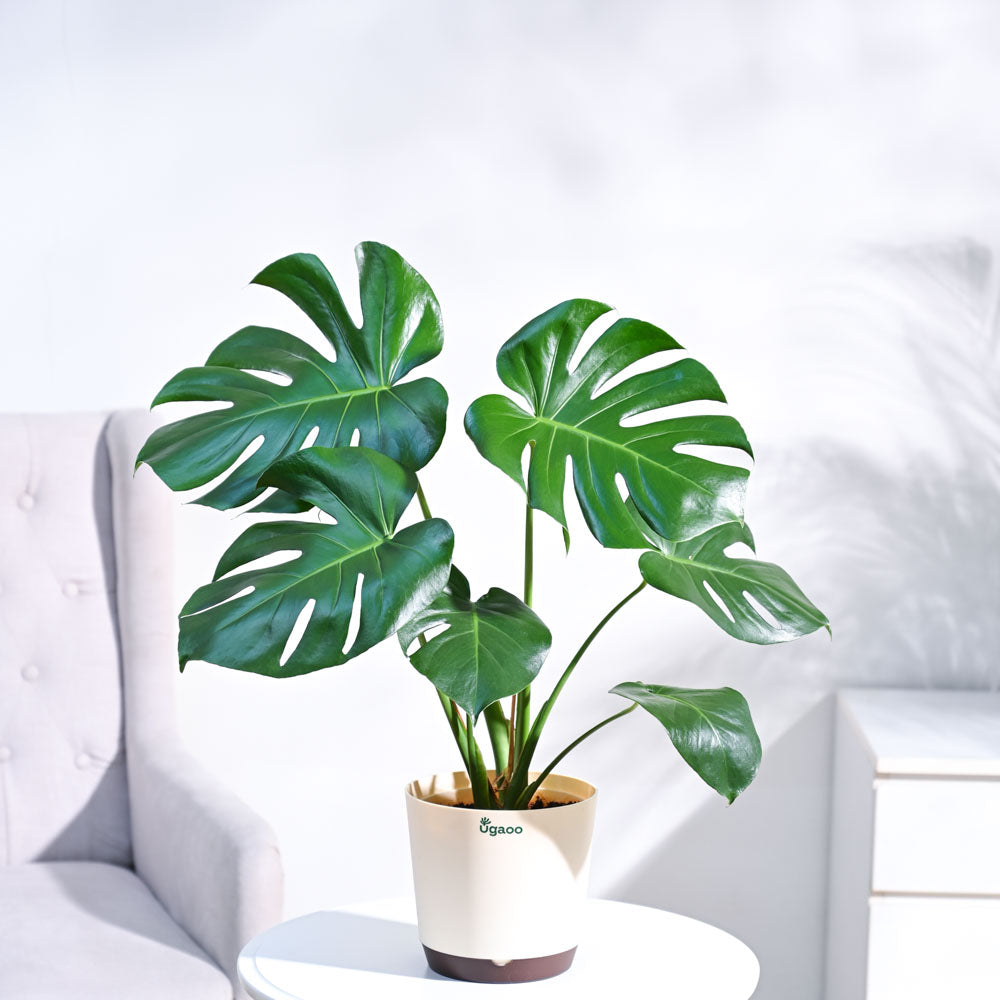 Monstera Deliciosa Plant
