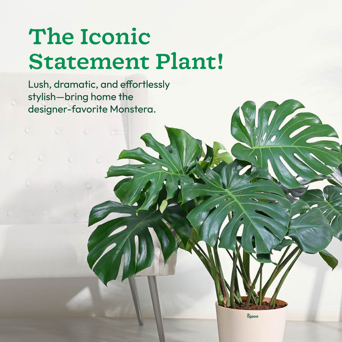 Monstera Deliciosa Plant - XL alternate