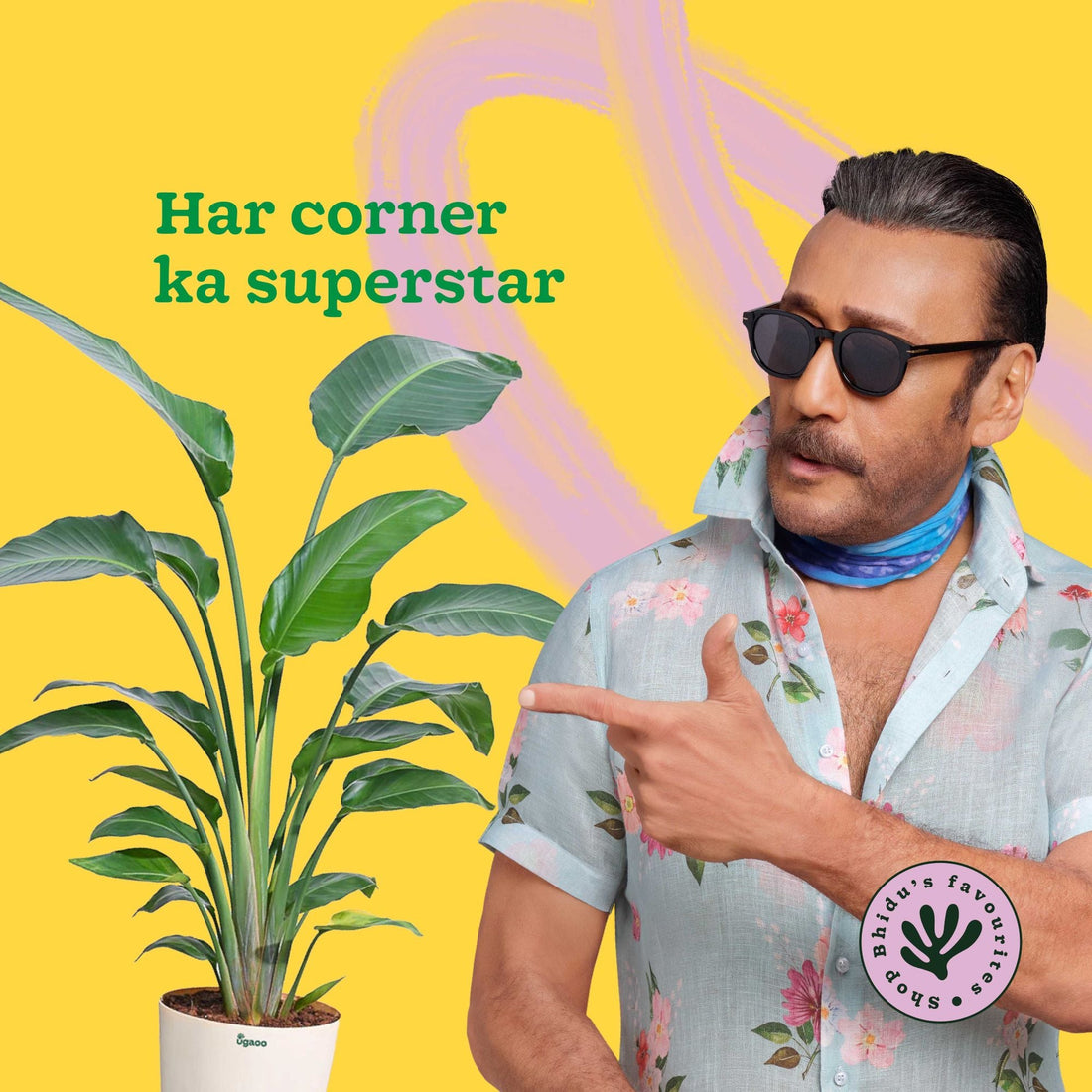 Bird of Paradise Plant - XL alternate